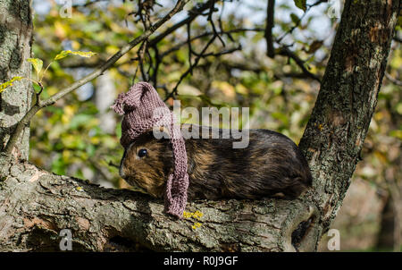 Guinea Pig porte écharpe en tricot et tasse et se repose sur un arbre - l'automne drôle scène du jardin Banque D'Images