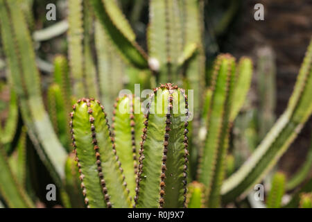 Cactus closup , cactus tree detail, Tenerife Banque D'Images