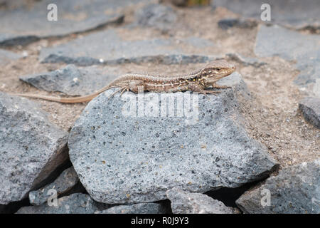 Lizard assis sur la pierre en sun - petit lézard - Banque D'Images