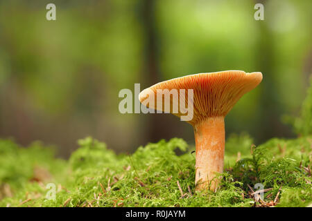 Faux Safran Milkcap (Lactarius deterrimus) la culture des champignons dans les forêts de conifères. Tipperary, Irlande Banque D'Images