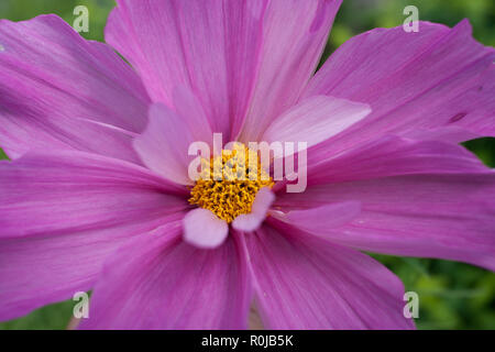 Close-up fleur de rose et jaune pétales avec daisy au milieu. Banque D'Images