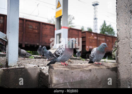 Les pigeons assis sur la plate-forme ferroviaire sur fond de wagons de trains de marchandises. Banque D'Images