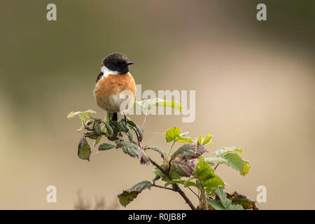 Stonechat (Saxicola torquata) perché sur bramble bush. Tipperary, Irlande Banque D'Images