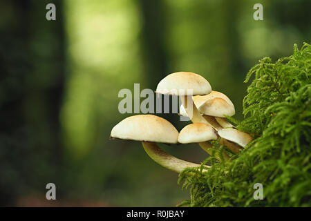 Champignons poussant à partir de la touffe de soufre banque moussus. Tipperary, Irlande Banque D'Images