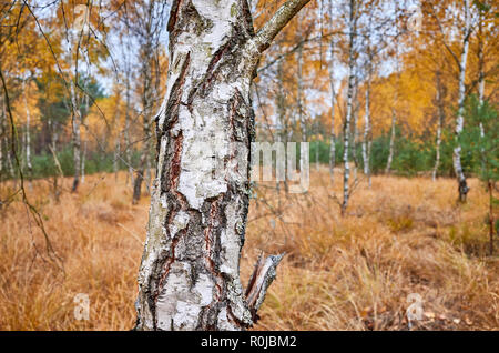 Tronc de bouleau dans une forêt d'automne, selective focus. Banque D'Images