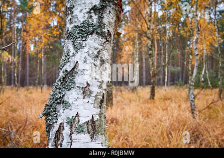 Tronc de bouleau dans une forêt d'automne, selective focus. Banque D'Images