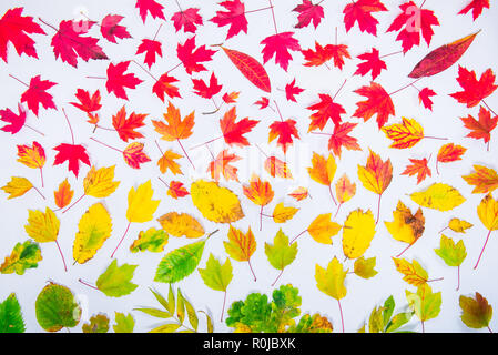 Les feuilles d'automne arc-en-ciel coloré dégradé de couleur à l'automne de feuille de mise à plat, vue du dessus. Arrière-plan de saison Banque D'Images