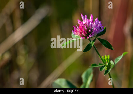 Fleurs de trèfle. Des fleurs. Les trèfles rose sur une herbe verte. Prairie avec des fleurs roses. Fleurs sauvages. Nature fleur. Clowers sur terrain. Gousse Banque D'Images