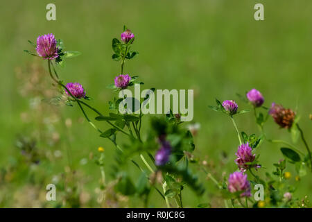 Fleurs de trèfle. Des fleurs. Les trèfles rose sur une herbe verte. Prairie avec des fleurs roses. Fleurs sauvages. Nature fleur. Clowers sur terrain. Gousse Banque D'Images