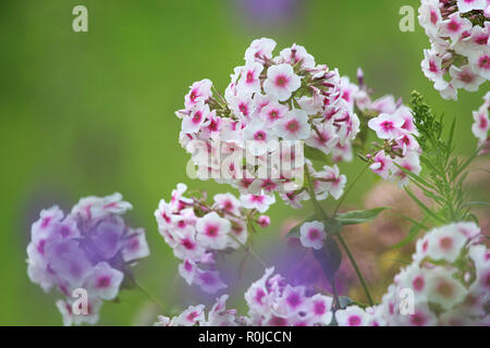 Fleurs blanches. Des fleurs. Phlox blanc sur une herbe verte. Jardin avec phlox. Des fleurs de jardin. Nature fleurs de jardin. Phlox en fleurs. Banque D'Images