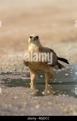 Aigle (Aquila rapax) dans l'eau, Kgalagadi transfrontier Park, Afrique du Sud Banque D'Images