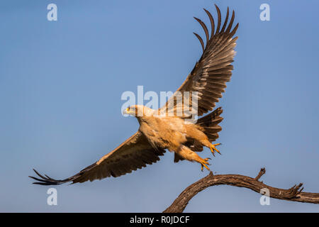 Aigle (Aquila rapax), Zimanga Private Game Reserve, KwaZulu-Natal, Afrique du Sud Banque D'Images