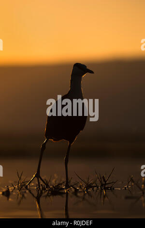 Jacana africain Actophilornis africanus), (Zimanga Private Game Reserve, KwaZulu-Natal, Afrique du Sud Banque D'Images