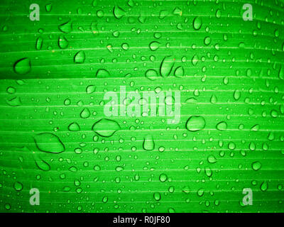 Close up Water drop sur vert feuille de bananier après la pluie. Banque D'Images