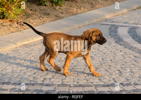 Chiot errant en marchant dans la rue Banque D'Images