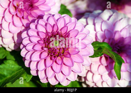 Dahlia barbara variété, close-up chrysanthème rose lumineux de grande taille, lilas foncé cœur plus léger aux pointes progressivement des pétales, trois fleurs Banque D'Images