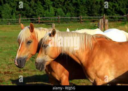 Deux beaux chevaux Haflinger alezan portrait sur vert Pâturage Banque D'Images