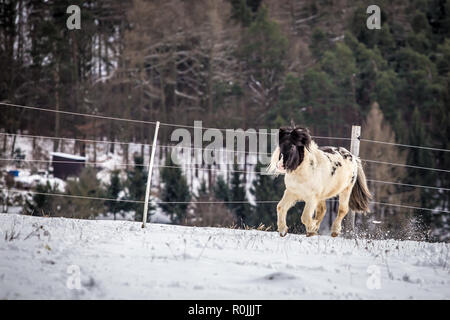 Cute black et white pony en marche dans la neige Banque D'Images