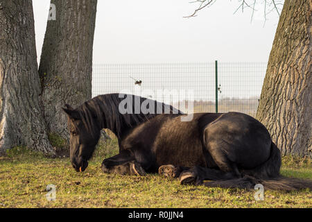 Cheval frison noir élégant assis dans l'herbe Banque D'Images