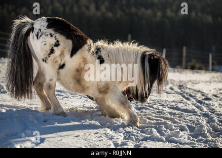 Poney noir et blanc s'inclinant dans la neige Banque D'Images