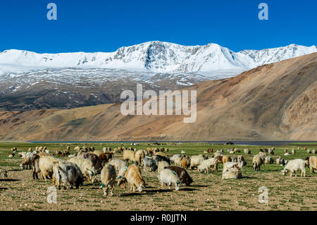 Un troupeau de moutons de pâturage est à une altitude de 4.600 m au-dessus du niveau de la mer, dans la zone près de Tso Moriri Changtang avec des montagnes enneigées au loin. Banque D'Images