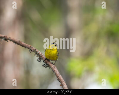 ( Carduelis spinus Siskin ) perché sur une branche d'arbre de pin Banque D'Images