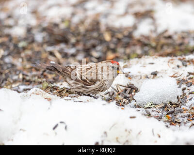 Sizerin flammé (Carduelis flammea ) Banque D'Images