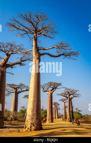 Énormes arbres le long de l'Avenue des baobabs, Morondava, Madagascar. Banque D'Images