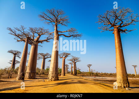 Énormes arbres le long de l'Avenue des baobabs, Morondava, Madagascar. Banque D'Images