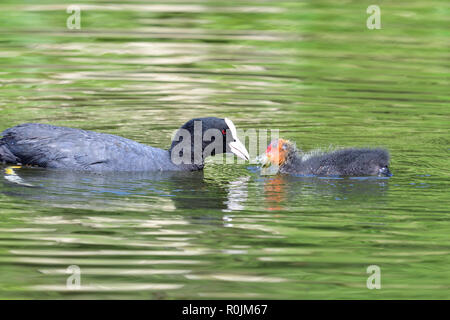 Gros plan d'une foulque natation dans l'eau avec un bébé foulque Banque D'Images