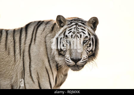 Tigre blanc isolé sur fond blanc Banque D'Images