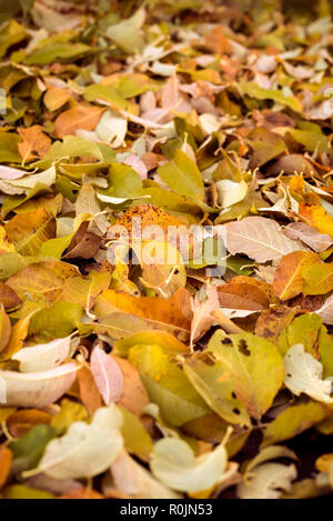 Automne nature détail d'un grand nombre de feuilles sèches sur le sol dans des couleurs automnales comme un parc naturel en plein air saison automne décoration dans le jardin en septembre Banque D'Images