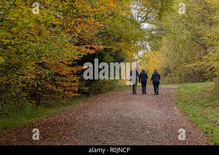 Trois personnes marchant dans les bois en automne Banque D'Images