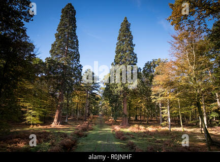 De grands arbres sentier au Rhinefield Ornamental Drive, New Forest, Hampshire Banque D'Images