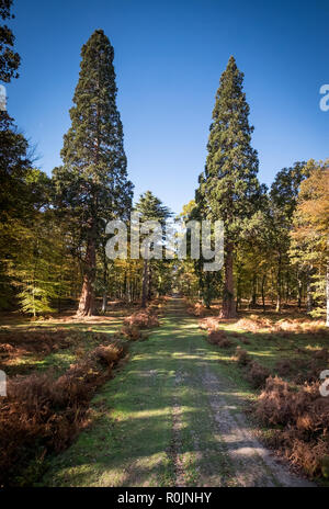 De grands arbres sentier au Rhinefield Ornamental Drive, New Forest, Hampshire Banque D'Images