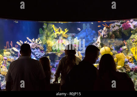 Tenerife, Canaries, Espagne - septembre 2018 : les gens à l'intérieur de l'aquarium du Parc le Loro Parque Loro (Zoo) à Tenerife Banque D'Images