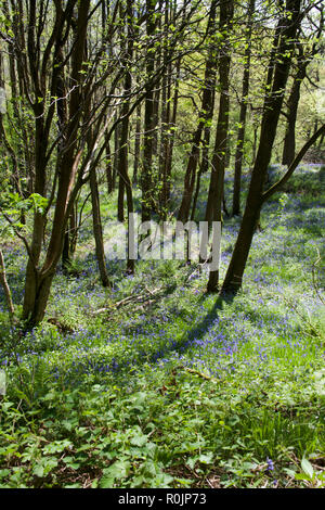 Jacinthes en fleur Etherow Country Park n printemps près de Marple Cheshire Angleterre Banque D'Images