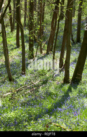 Jacinthes en fleur Etherow Country Park n printemps près de Marple Cheshire Angleterre Banque D'Images