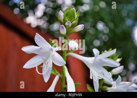 Blanc et violet hosta fleur dans la cour arrière Banque D'Images