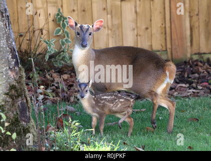 Doe Muntjac avec de jeunes enfant Banque D'Images