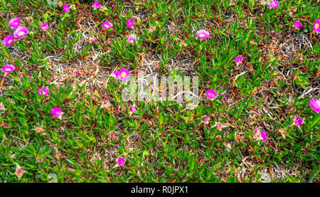 Tété Carpobrotus glaucescens feuilles succulentes plantes couvre-sol à Sydney NSW Australie. Banque D'Images