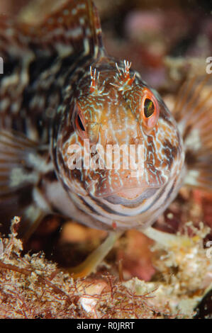 Sesimbra, Portugal, blennies. Banque D'Images