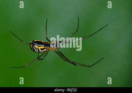 Spider, sous-famille Linyphiinae Sheetweb Banque D'Images