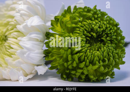 Des chrysanthèmes blancs et verts Banque D'Images