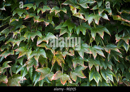 Feuilles de lierre vert portant sur mur de l'édifice Banque D'Images