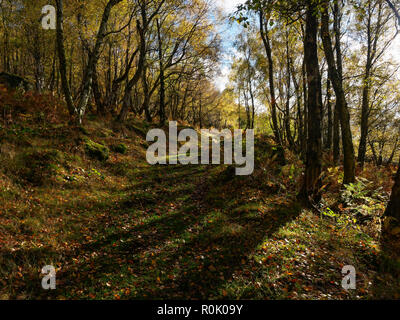 Un large chemin ombragé s'étend le long d'une colline, dans Froggat Woods sur un matin d'automne Banque D'Images