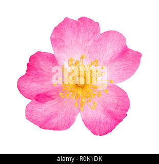 Dog rose (rosa canina) isolé sur fond blanc Banque D'Images