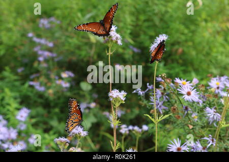Trois monarques se nourrissant de fleurs violet Banque D'Images