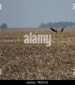 Pygargue à tête blanche et jeune landing avec leurs ailes étendues Banque D'Images