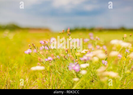 De belles fleurs de printemps prairie avec des fleurs sauvages. Paysage champ prairie colorée Banque D'Images